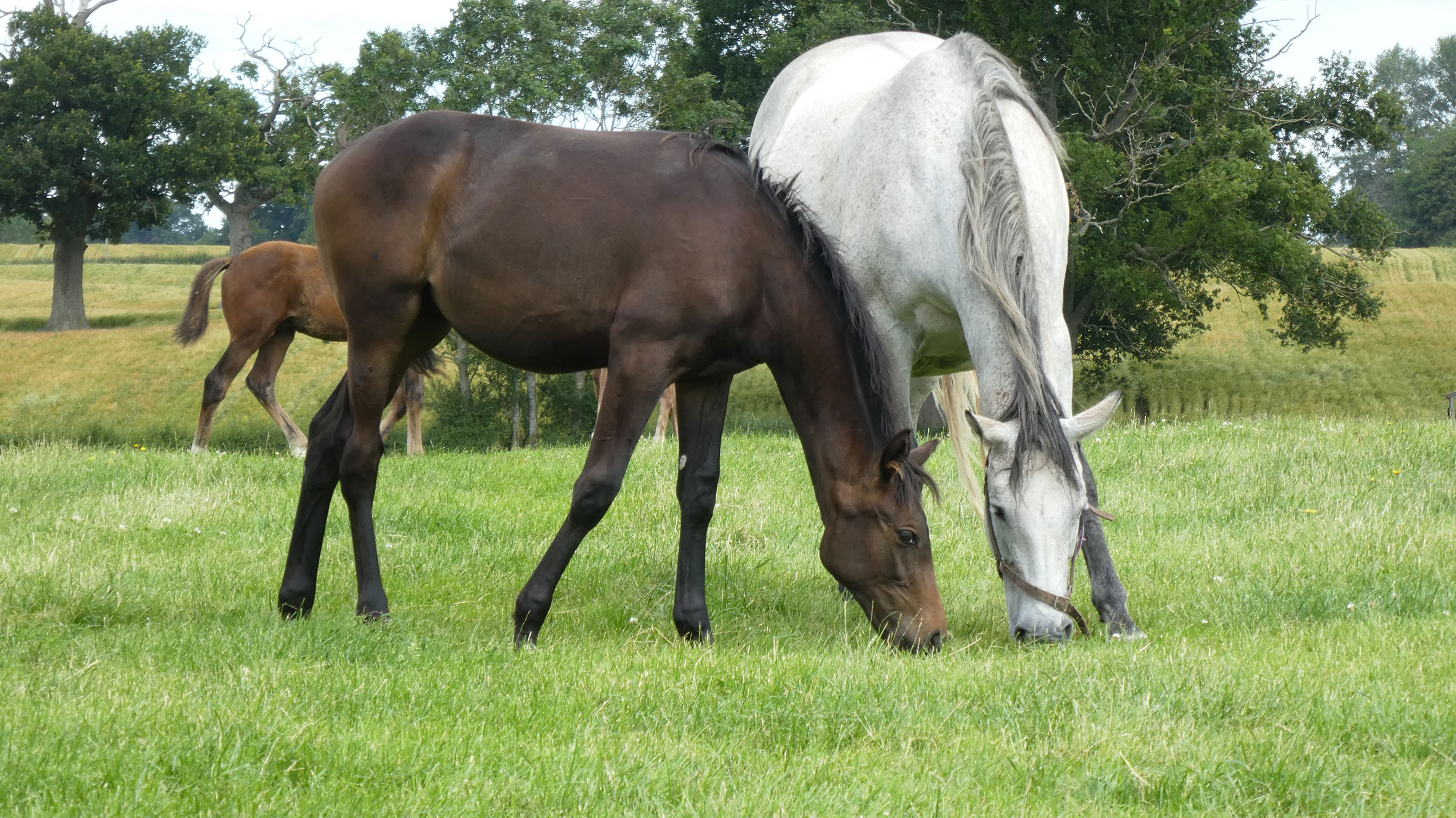 Midnight Silver (Breeding Syndicate)